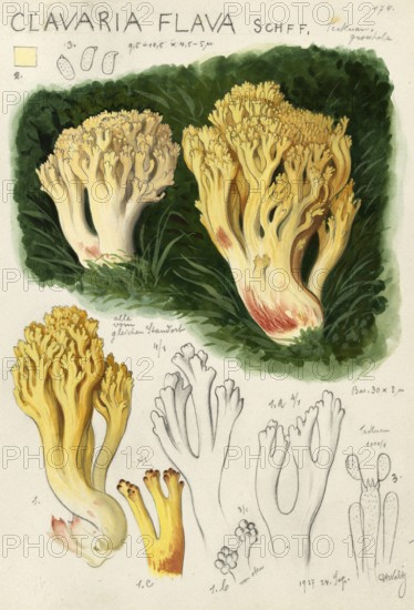 Mushroom, Mushrooms, Yellow coral, Lemon yellow coral, Sulphur yellow coral, Yellow coral mushroom, Grape coral mushroom, Grape goat's beard, Yellow goat's beard, Ramaria flava, syn, Clavaria botrys, Corallium flavum, authentic reproduction of an illustration by Hans Walty (1868-1948) from about 1915, historical