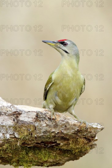 Grey-headed woodpecker (Picus canus), male sitting attentively on a tree root, North Rhine-Westphalia, Germany
