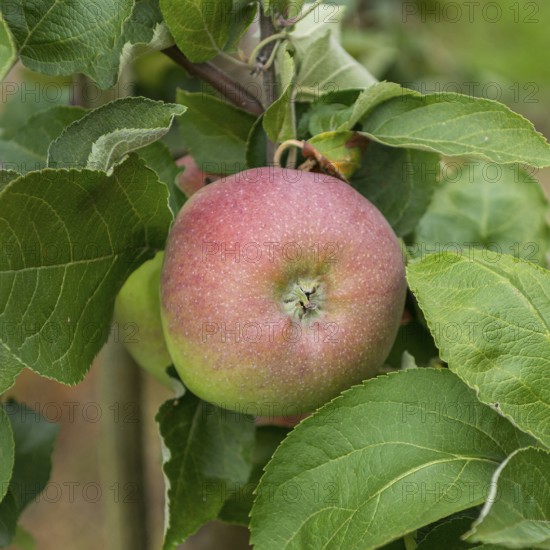 Apple (Malus domestica 'Rheinischer Winterrambur'), Merkel family, Germany
