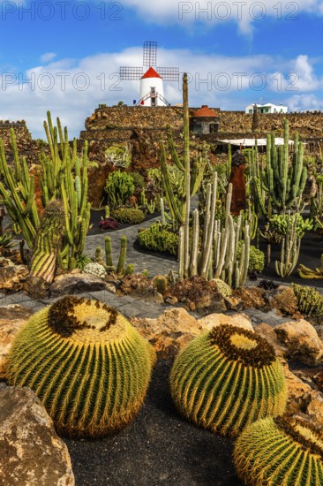 Gofio mill in the Jardin de Cactus with more than 10,000 cacti by Cesar Manrique, Guatiza, Lanzarote, Canary Islands, Spain
