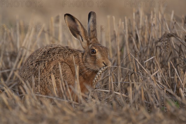 European brown hare (Lepus europaeus) adult animal feeding on a wheat sheath in a farmland stubble field in summer, Suffolk, England, United Kingdom