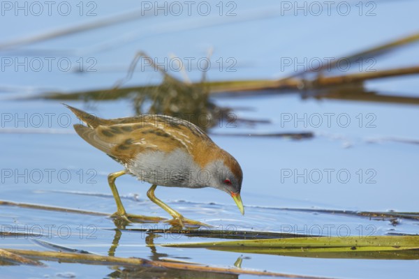 Little Crake (Porzana parva) male foraging, Greece