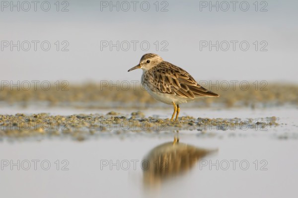 Long-toed Stint (Calidris subminuta), Phetchaburi, Thailand
