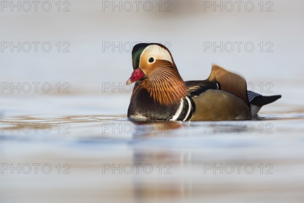 Mandarin Duck (Aix galericulata) male, Rhineland-Palatinate, Germany