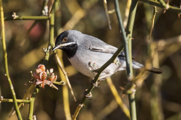 Rüppell's Warbler (Sylvia ruppeli) male, Eilat, Israel