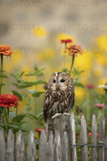 Tawny Owl (Strix aluco) perched on a fence, captive, Germany
