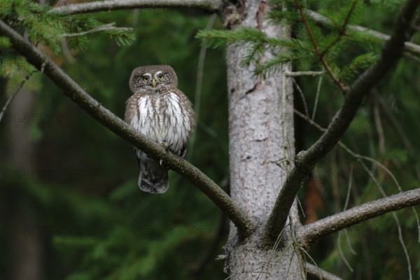 Eurasian Pygmy Owl (Glaucidium passerinum), Saxony, Germany