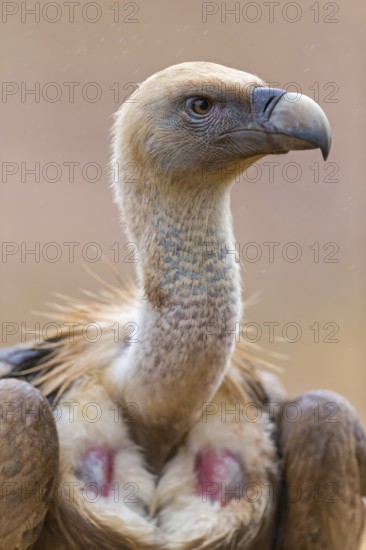 Gänsegeier, Eurasian Griffon Vulture, Griffon Vulture, Eurasian Griffon, Gyps fulvus, Vautour fauve, Buitre Leonado