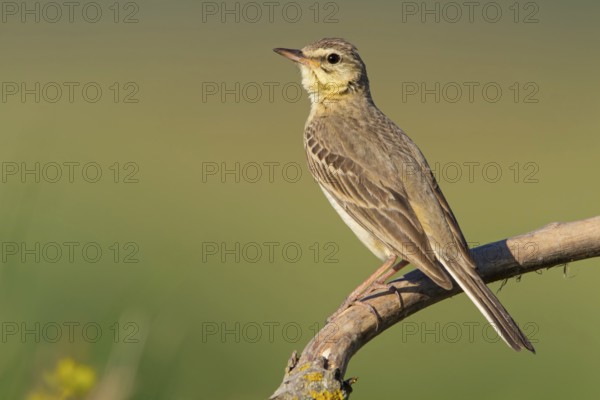 Brachpieper, Tawny Pipit, Anthus campestris, Pipit rousseline, Bisbita Campestre