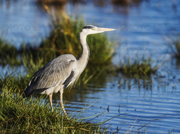 Grey Heron, Ardea cinerea, bird in winter on marshes in winter
