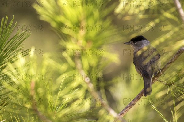 Eurasian Blackcap (Sylvia atricapilla) perched on a branch, Madrid, Spain