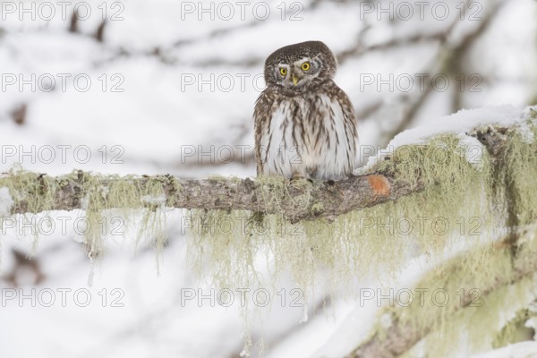 Eurasian Pygmy Owl (Glaucidium passerinum) perched on a snowy branch, Aosta Valley, Italy