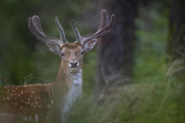 I like the portrait of the fallow deer (Dama dama) from a photographic point of view, the history of its creation is also very important to me and the fact that it was taken on a joint stalk with our border collie July, velvet antlers, summer coat, July, Germany