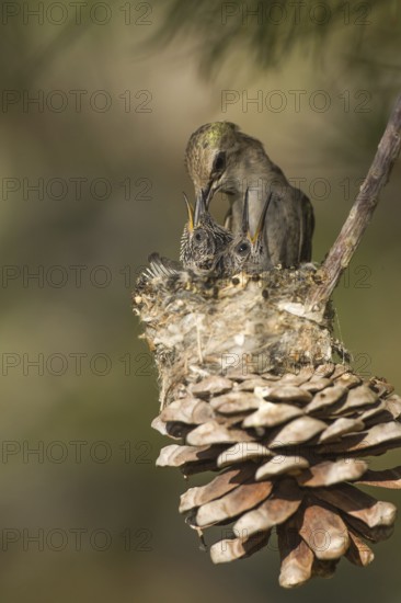 Costa's Hummingbird (Calypte costae) female feeding chicks in nest, California, USA