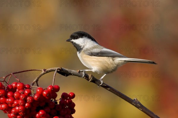 Black-capped Chickadee Poecile atricapilla Minneapolis, Minnesota, United States 1 November Adult on Mountain Ash berries. Paridae