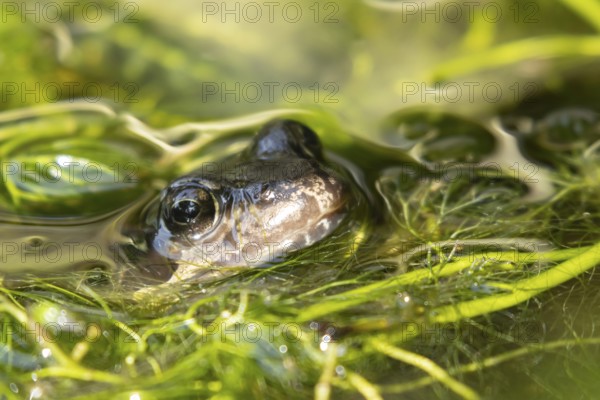 Common frog (Rana temporaria) adult amphibian in a garden pond amongst pond weed in summer, Suffolk, England, United KIngdom