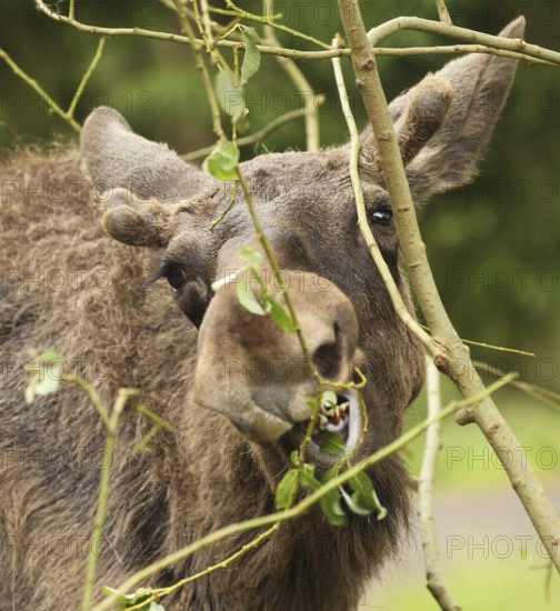 Elk (Alces alces) young bull with short velvet antlers feeding on young birch (Betula) Southern Sweden, Sweden, Scandinavia