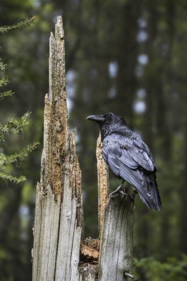Common raven, northern raven (Corvus corax) perched on tree stump in coniferous forest