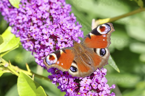 Peacock butterfly (Inachis io) sucking nectar on butterfly bush (Buddleja davidii), in a natural environment in the wild, close-up, wildlife, insects, butterflies, butterflies, Wilnsdorf, North Rhine-Westphalia, Germany