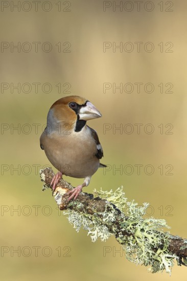 Hawfinch (Coccothraustes coccothraustes), male, sitting on a branch overgrown with reindeer lichen (Cladonia rangiferina), North Rhine-Westphalia, Germany