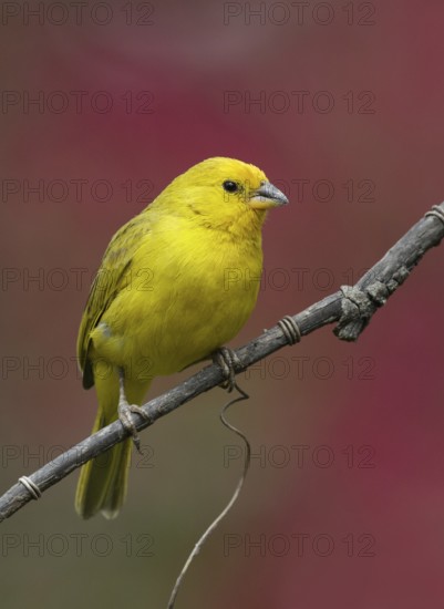Saffron Finch (Sicalis flaveola) male perched on a branch, Pichincha, Ecuador