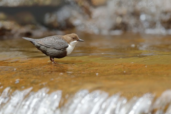 White-throated Dipper, Cinclus cinclus, brown bird with white throat in the river, waterfall in the background, animal behavior in the nature habitat, with food in the bill, nesting time, wildlife Germany