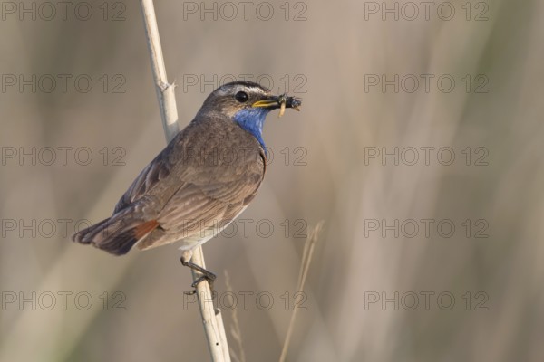 Bluethroat (Luscinia svecica cyanecula) male with insect prey in beak to feed chicks, Mecklenburg-Western, Pomerania, Germany