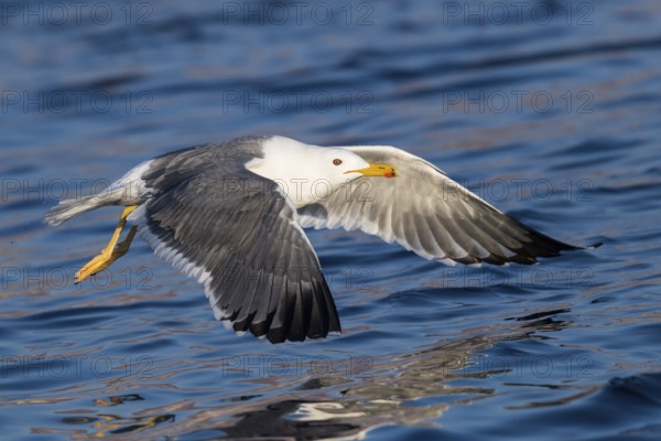 Baraba Gull (Larus fuscus barabensis) flying, Eilat, Israel