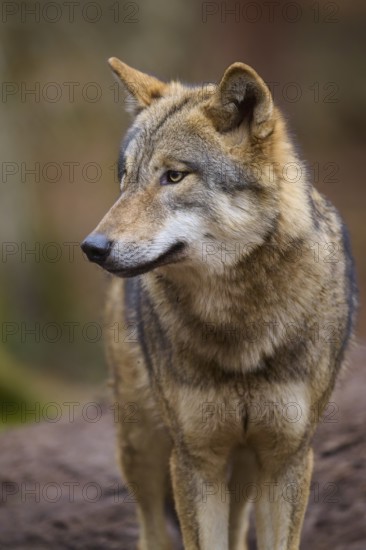 A wolf in the forest in side profile with a thoughtful expression, Wolf (Canis Lupus), Germany