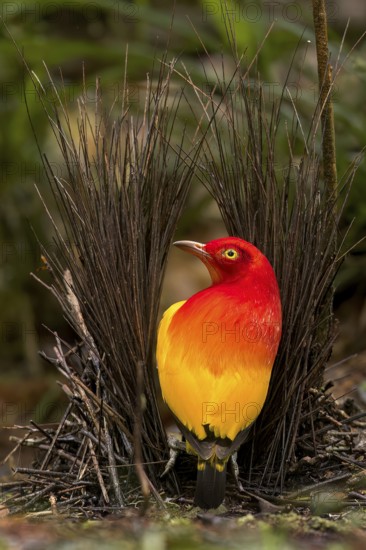 Flame Bowerbird (Sericulus ardens) perched at its bower in Papua New Guinea