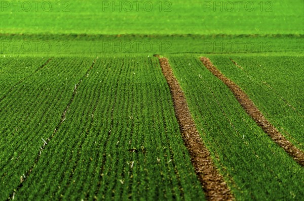 Rapeseed field in January, Wesertal, Weserbergland, Germany