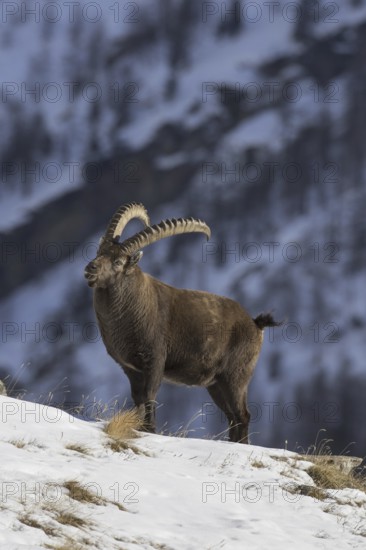 Alpine ibex (Capra ibex) male with large horns foraging on mountain slope in the snow in winter, Gran Paradiso National Park, Italian Alps, Italy