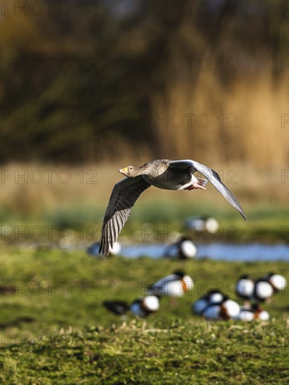 Greylag Goose, Anser anser, bird in flight over winter marshes