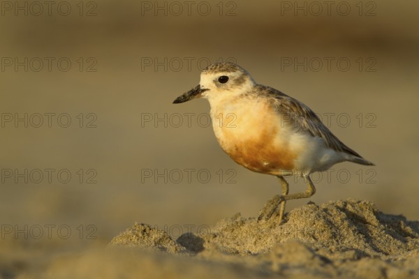 New Zealand Plover (Charadrius obscurus), Northland, North Island, New Zealand