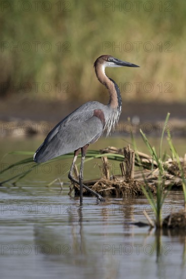 Goliath Heron (Ardea goliath), Nechisar National Park, Ethiopia