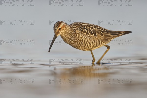 Stilt Sandpiper (Calidris himantopus), Manitoba, Canada