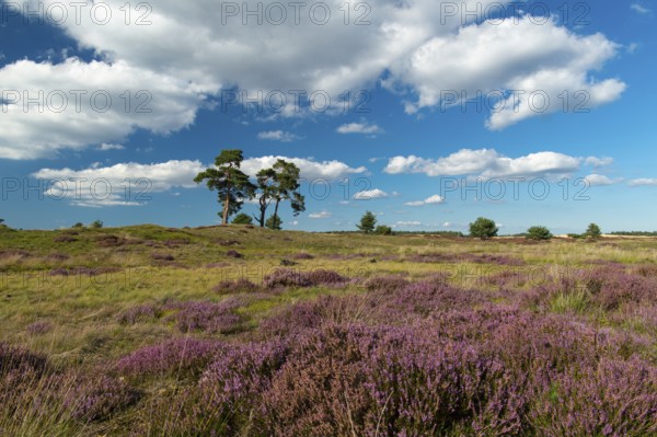 Flowering heather (Calluna vulgaris), heathland in De Hoge Veluwe National Park, Hoenderloo, Gelderland, Netherlands