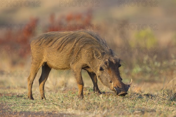 Warthog, (Phacochoerus africanus), animals, mammals, biotope, habitat, Africa, Addo Elephant National Park, Addo, Western Cape, South Africa