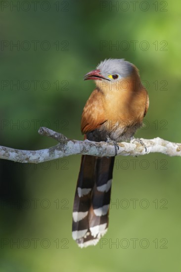 Black-bellied Cuckoo (Piaya melanogaster) perched on a branch in the Amazon of Brazil