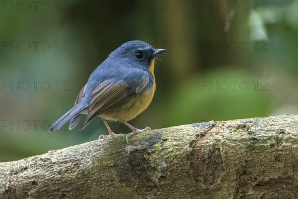 Snowy-browed Flycatcher (Ficedula hyperythra) male, Bidoup National Park, Vietnam