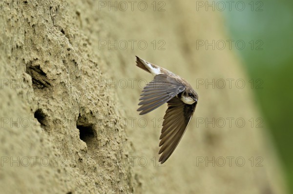 Sand martin (Riparia riparia), taking off from its breeding tube, Reussegg nature reserve, Canton Aargau, Switzerland