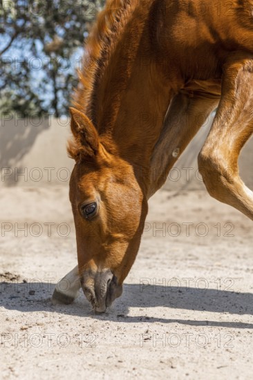 A young foal gently lowers its head to explore the sandy ground, its mane glowing in the sunlight. The photo captures the innocence and curiosity of this delightful horse