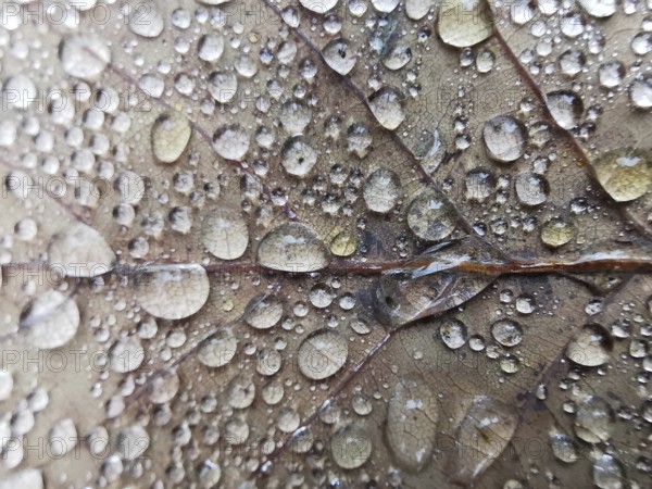 Detailed image of water droplets on a leaf surface, Frankenwald nature park Park
