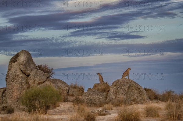 Cheetah (Acinonyx jubatus) two individuals sitting on a rock under impressive cloud formation in the sky, Castile-La Mancha, Spain