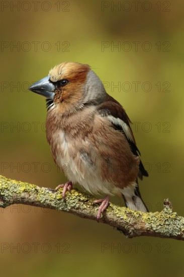 Appelvink zittend op bemoste tak, Hawfinch sitting on mossy branch