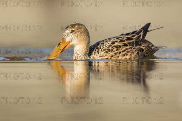 Northern Shoveler (Spatula clypeata) female, Baden-Wuerttemberg, Germany