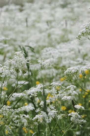 Meadow chervil (Anthriscus sylvestris), May, Germany