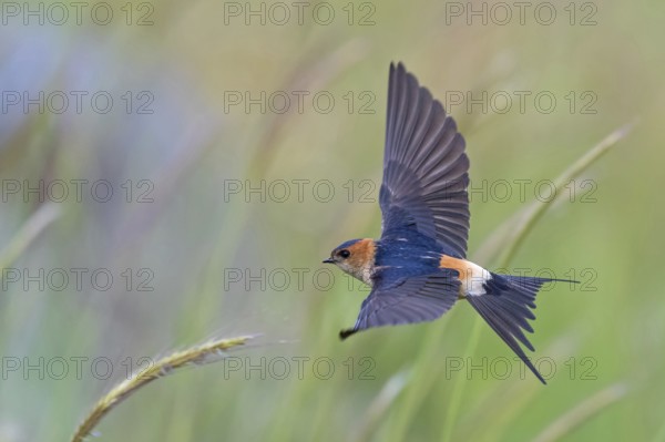 Red-rumped Swallow, Hirundo daurica, Lesvos, Greece