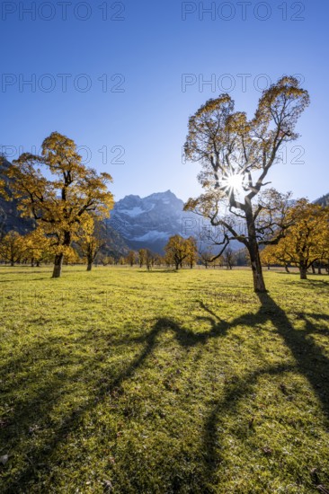 Sycamore maple with autumnal yellow foliage and sun star, large maple base in autumn, rocky mountain peaks with Spritzkarspitze in the background, Rißtal in the Eng, Karwendel, Tyrol, Austria