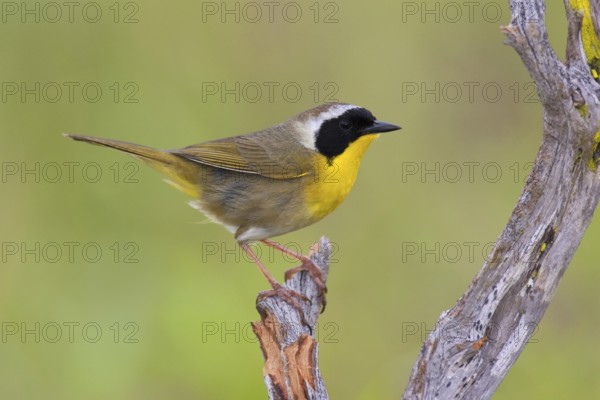 Common Yellowthroat (Geothlypis trichas), Texas, USA